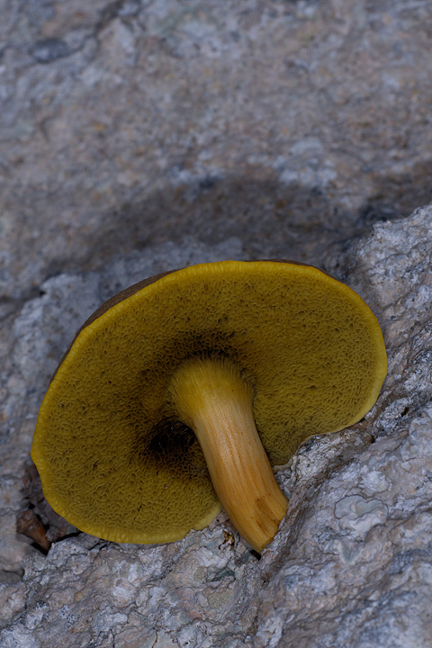 Boletus su roccia calcarea..incredibile!!!!